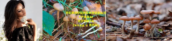 шишки Киренск